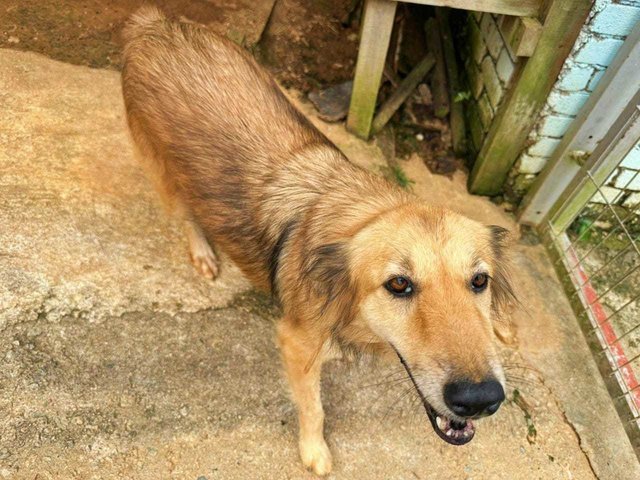 Niu Niu.  - Golden Retriever Mix Dog