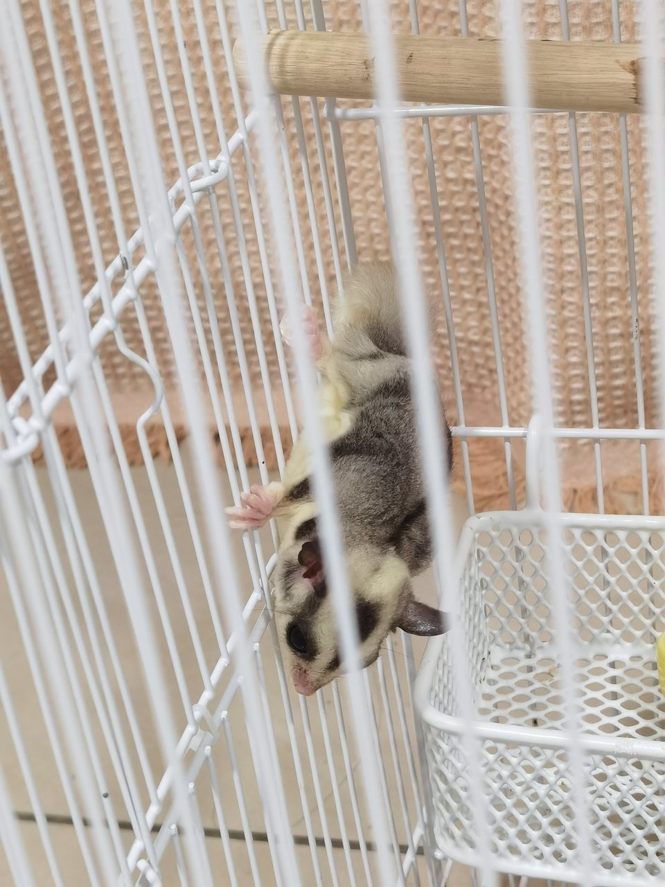 Xiaozhubizi - Sugar Glider Small & Furry