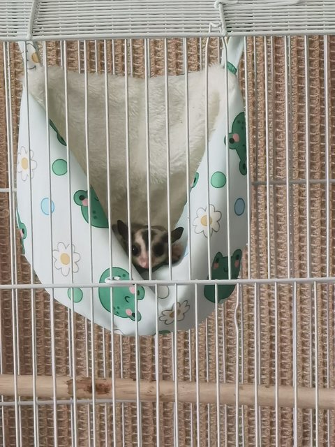 Xiaozhubizi - Sugar Glider Small & Furry