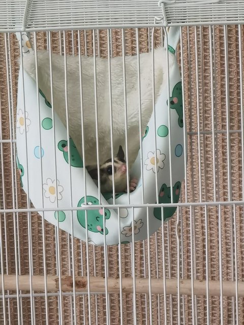 Xiaozhubizi - Sugar Glider Small & Furry