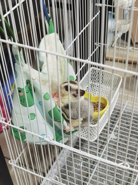 Xiaozhubizi - Sugar Glider Small & Furry