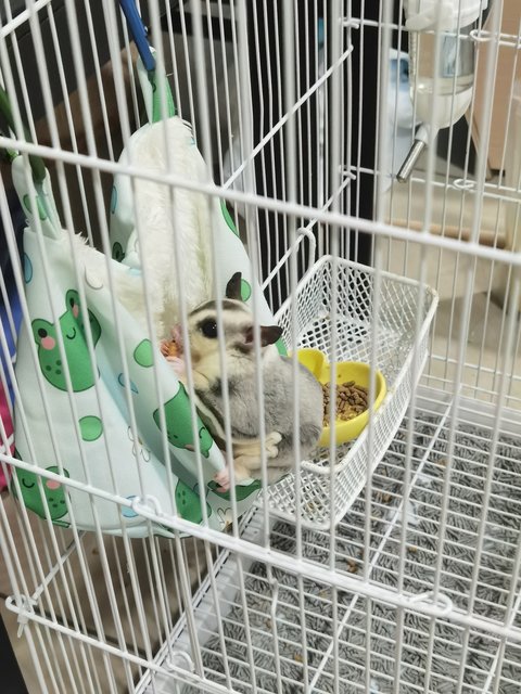 Xiaozhubizi - Sugar Glider Small & Furry