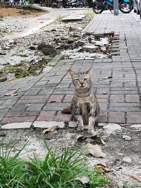 Susan - Tabby Cat