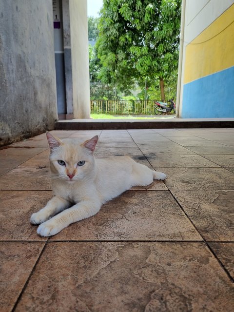 Moko - Domestic Short Hair Cat