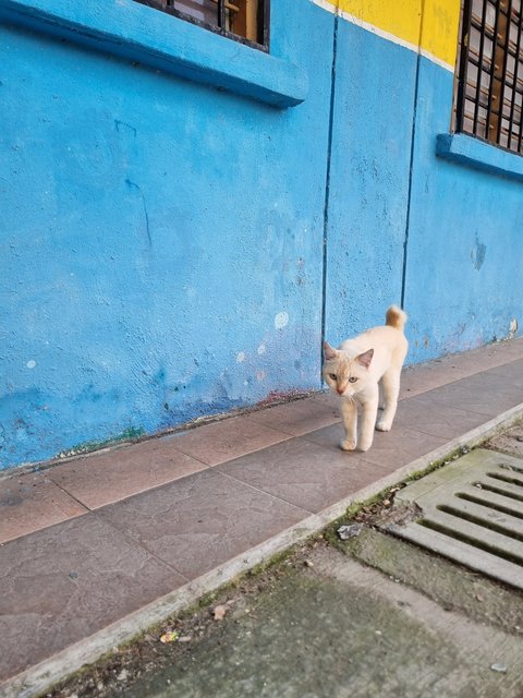 Moko - Domestic Short Hair Cat