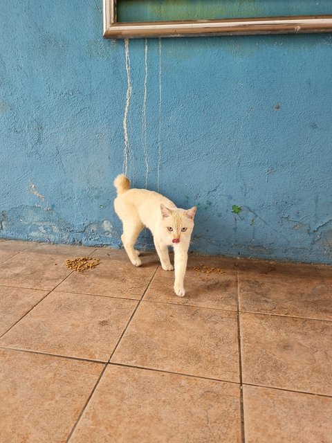 Moko - Domestic Short Hair Cat