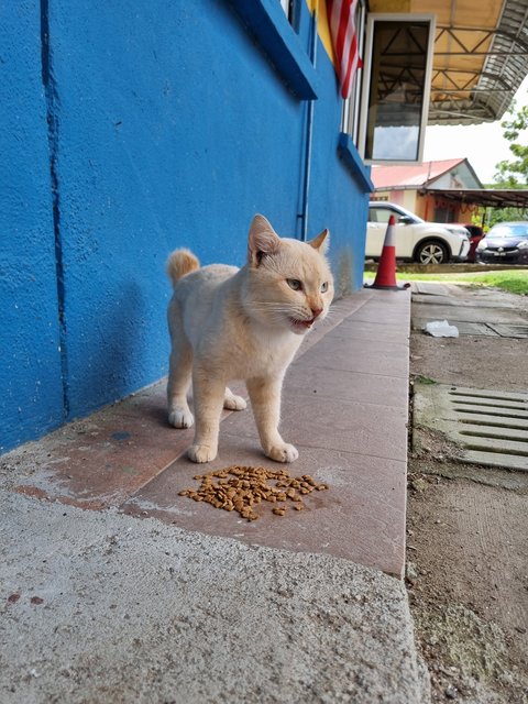 Moko - Domestic Short Hair Cat