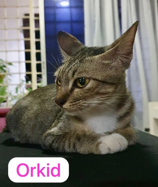 Orkid - Domestic Short Hair Cat