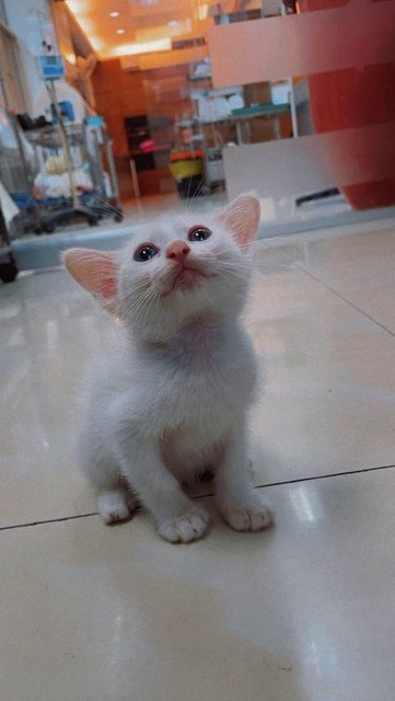 Dobby - Domestic Short Hair Cat