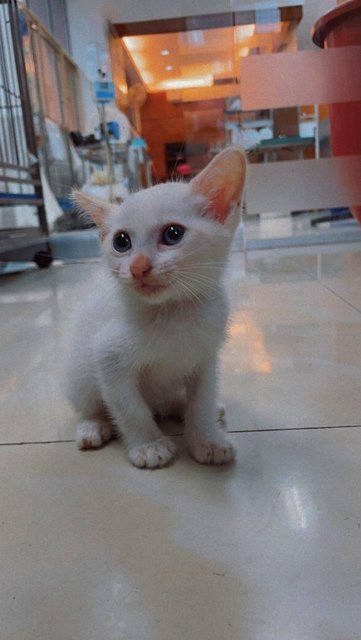 Dobby - Domestic Short Hair Cat