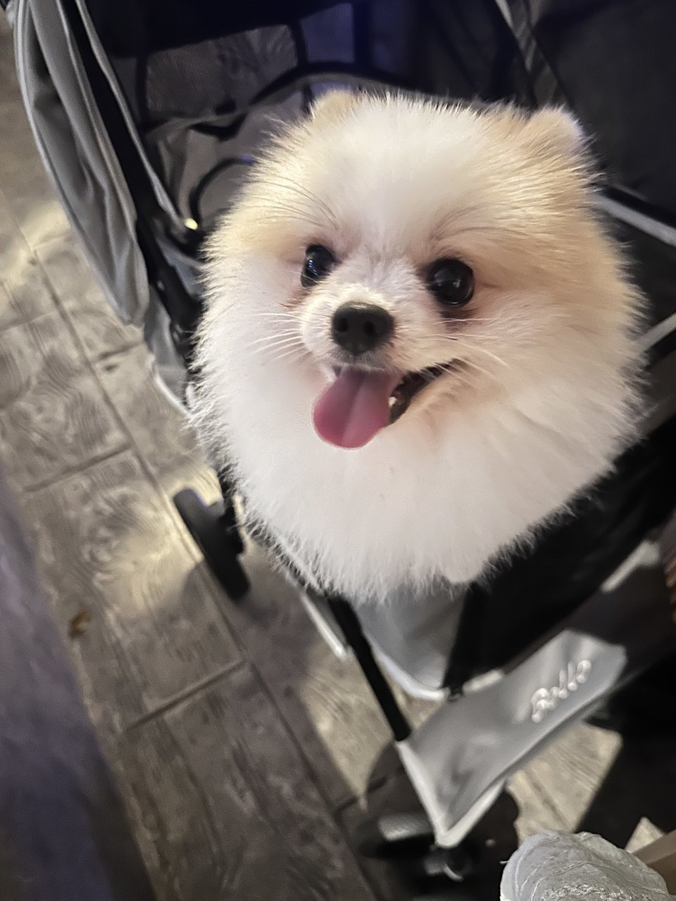 Je - Pomeranian Dog