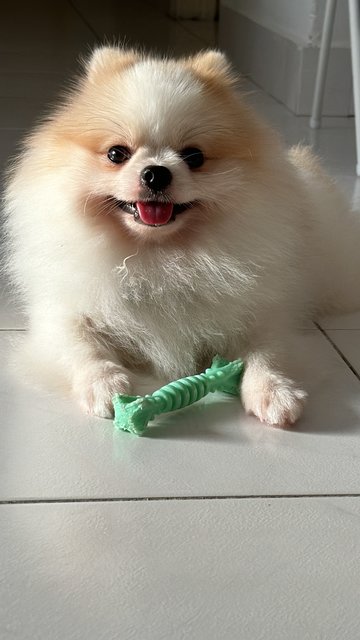 Je - Pomeranian Dog