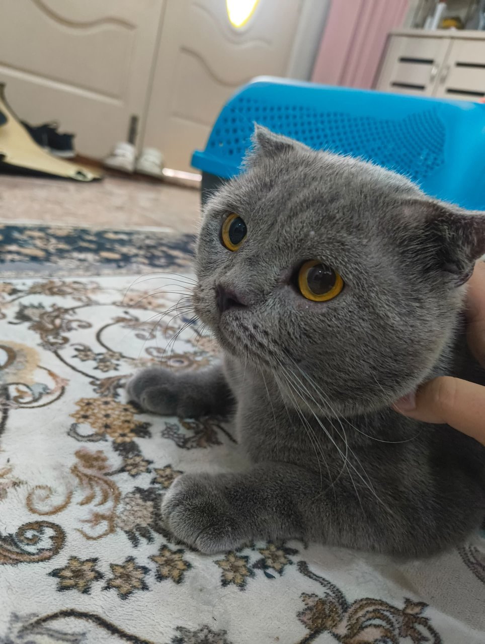 Jarvis - Scottish Fold Cat