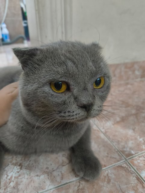 Jarvis - Scottish Fold Cat