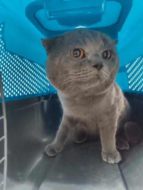 Jarvis - Scottish Fold Cat