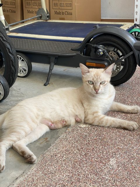 Whitey &amp; 3kittens - Domestic Medium Hair Cat