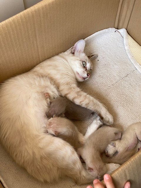 Whitey &amp; 3kittens - Domestic Medium Hair Cat