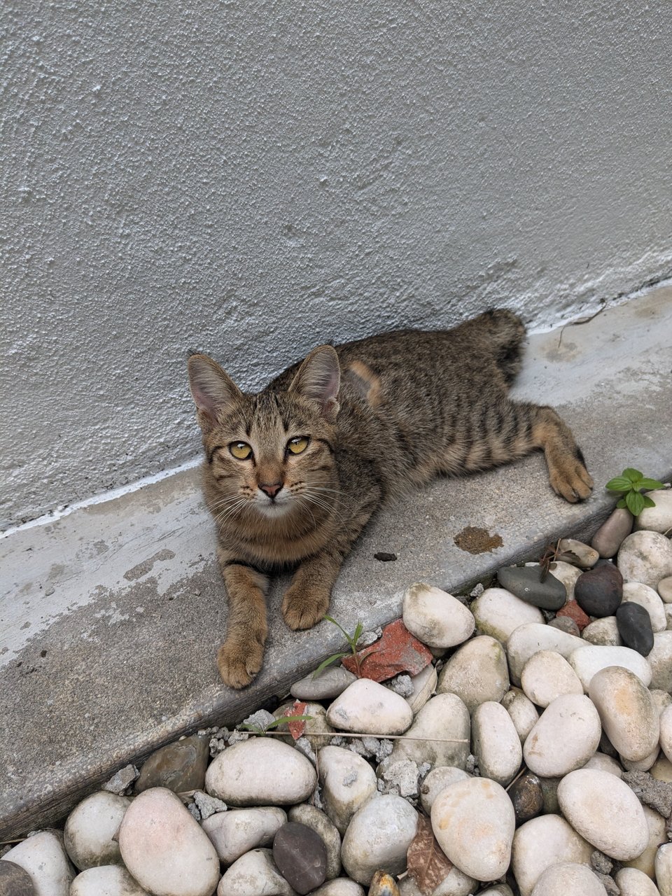 Comet ☄️ - Domestic Short Hair Cat