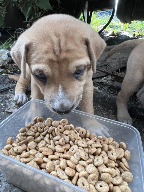 Puppy 48 - Mixed Breed Dog