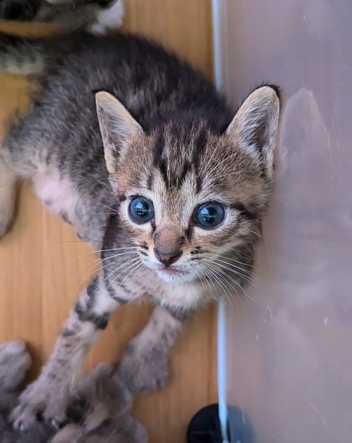 Jovie (And Joey) - Tabby Cat