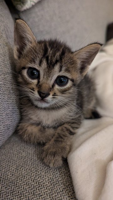 Jovie (And Joey) - Tabby Cat