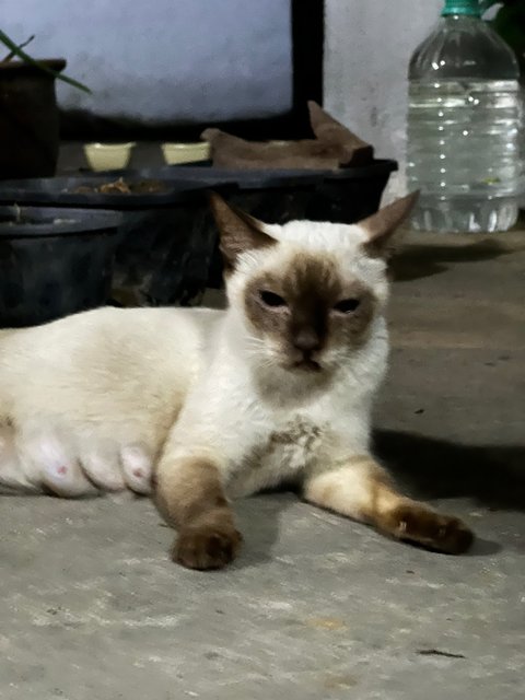 Siam - Siamese Cat