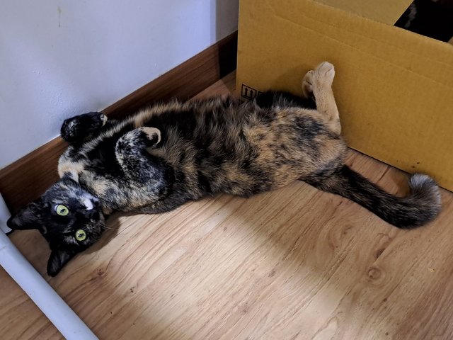 Rosemary  - Domestic Short Hair Cat