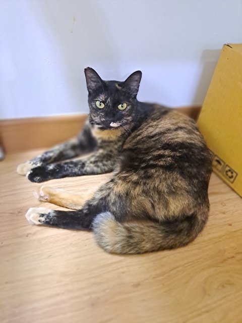 Rosemary  - Domestic Short Hair Cat