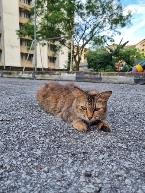 Evelyn  - Tabby Cat