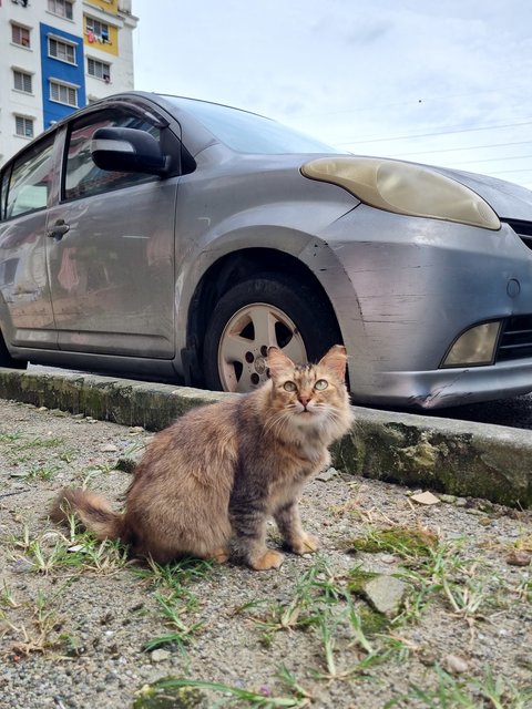Evelyn  - Tabby Cat