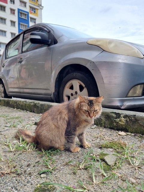 Evelyn  - Tabby Cat