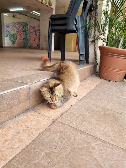 Evelyn  - Tabby Cat
