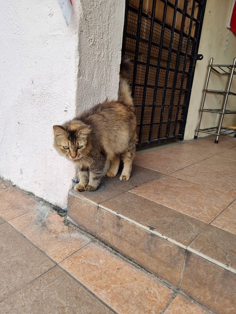 Evelyn  - Tabby Cat