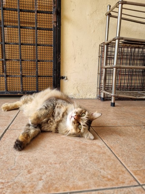 Evelyn  - Tabby Cat