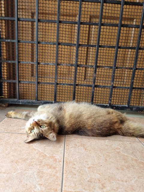 Evelyn  - Tabby Cat