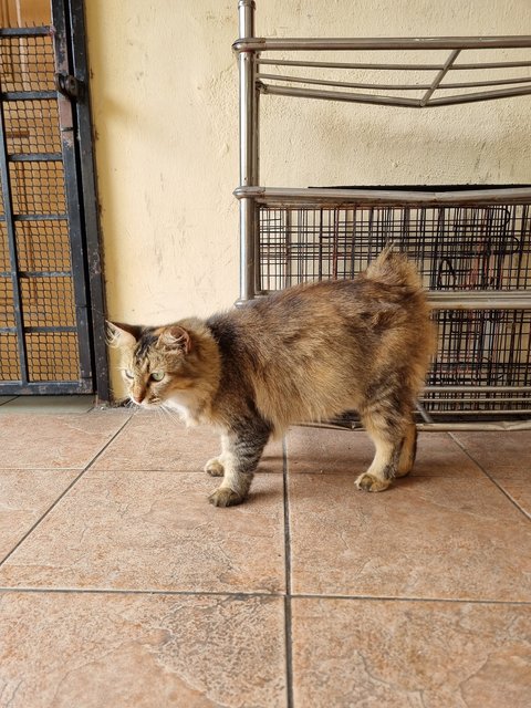 Evelyn  - Tabby Cat
