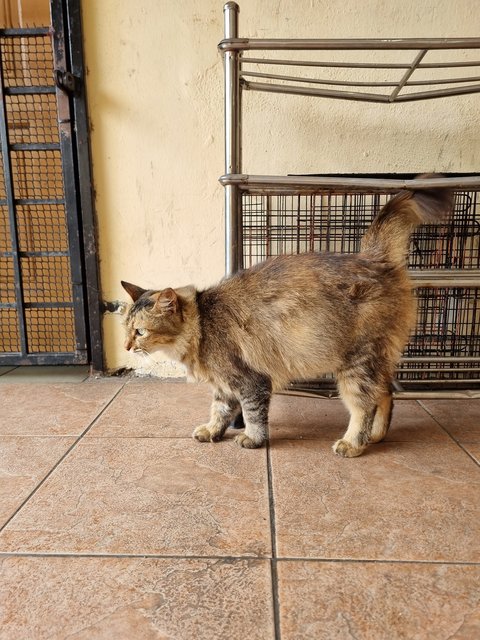 Evelyn  - Tabby Cat