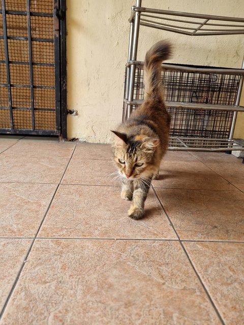Evelyn  - Tabby Cat
