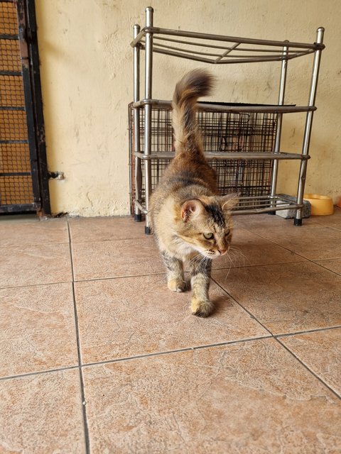 Evelyn  - Tabby Cat