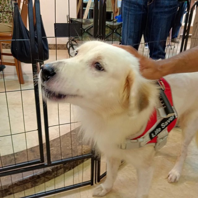 Joe - Australian Shepherd + Golden Retriever Dog