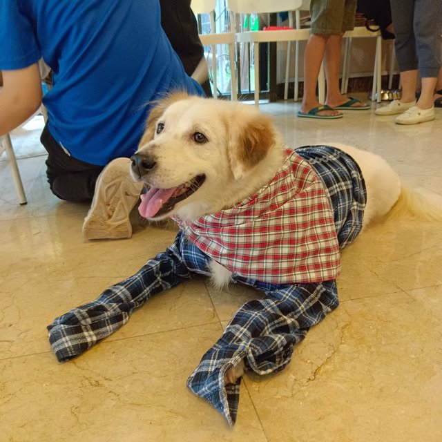 Joe - Australian Shepherd + Golden Retriever Dog