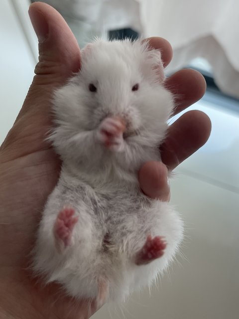 Mochi - Syrian / Golden Hamster Hamster