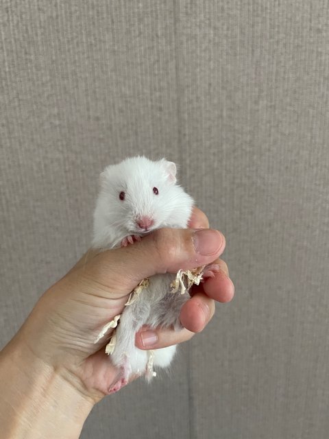 Mochi - Syrian / Golden Hamster Hamster