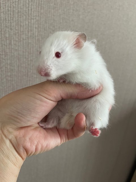 Mochi - Syrian / Golden Hamster Hamster