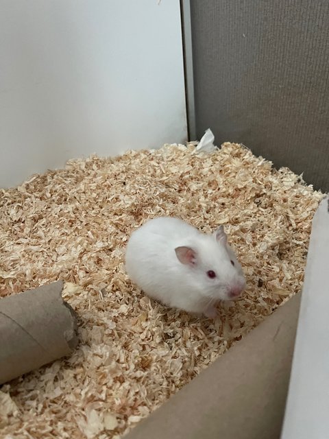 Mochi - Syrian / Golden Hamster Hamster