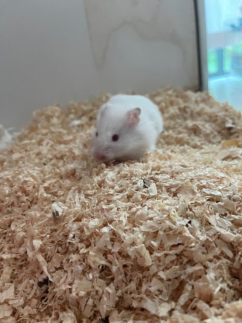 Mochi - Syrian / Golden Hamster Hamster