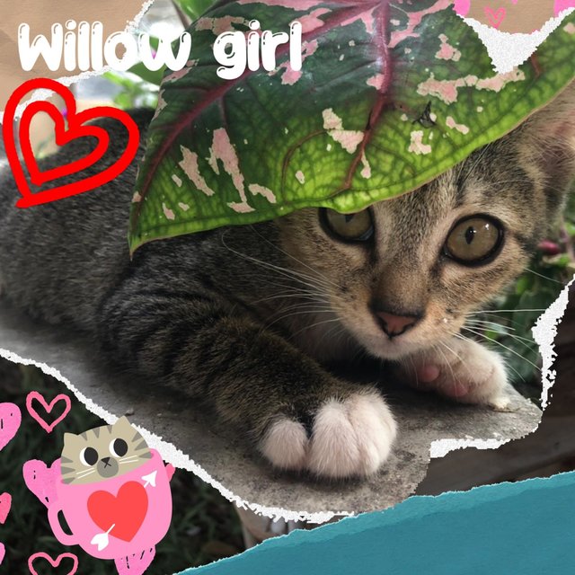 Willow - Domestic Short Hair Cat