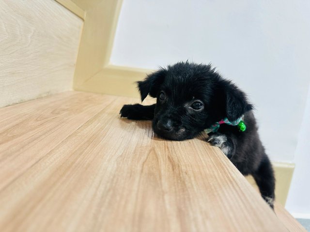 Border Collie Mix  - Border Collie Mix Dog