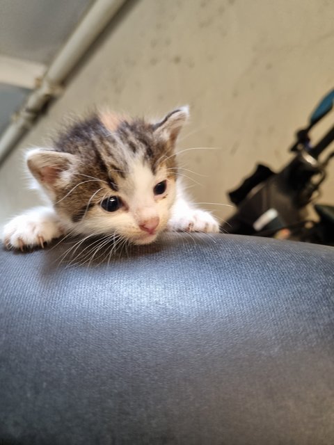 Sheena - Calico Cat