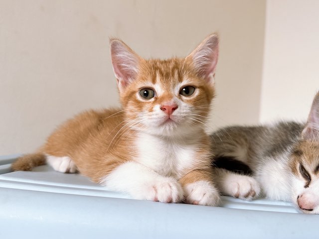 Ronald Yen  - British Shorthair + Calico Cat